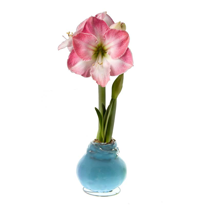 Amaryllis Sugared Pastel Wax Bulb (blue)